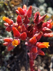 Dudleya palmeri