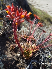 Dudleya palmeri