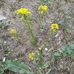 Bunias orientalis