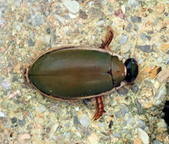 Onychohydrus scutellaris