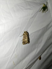 Sideridis reticulata