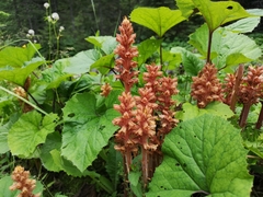 Orobanche flava