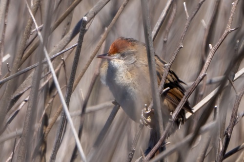 Bay-capped Wren-Spinetail (Spartonoica maluroides), photo 10