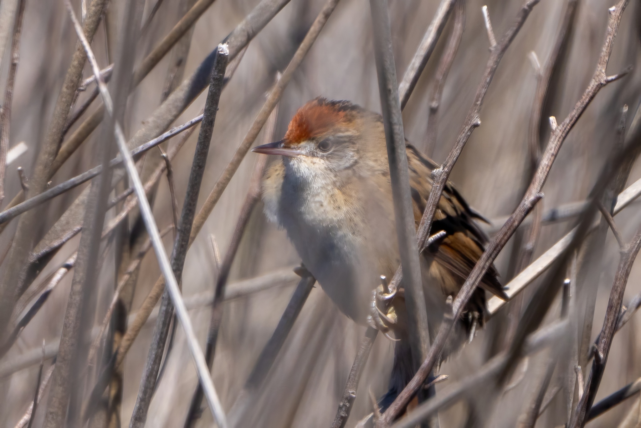 Bay-capped Wren-Spinetail illustration