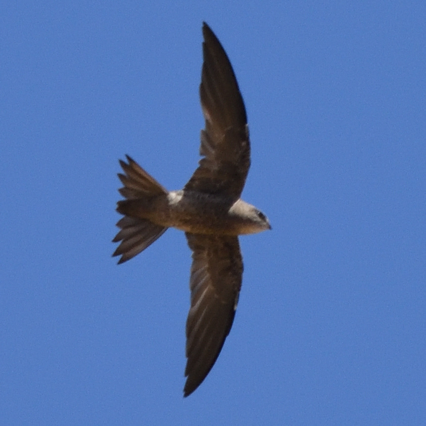 Bradfield's Swift illustration