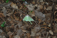 Actias gnoma