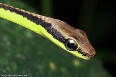 Dendrelaphis cyanochloris