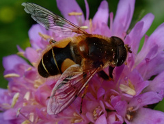 Eristalis jugorum