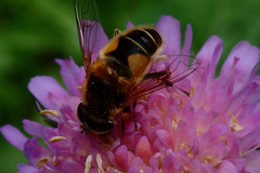 Eristalis jugorum
