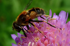 Eristalis jugorum
