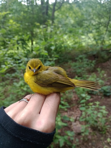 Flavescent Warbler