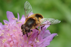 Eristalis jugorum