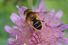 Eristalis jugorum