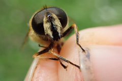 Eristalis jugorum