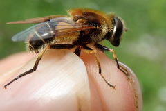 Eristalis jugorum