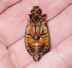 Onychohydrus scutellaris