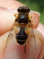 Eristalis jugorum