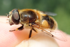 Eristalis jugorum