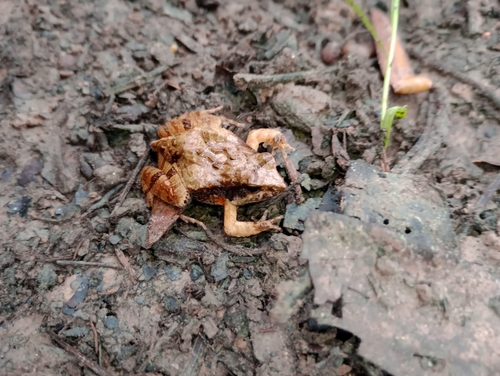 Cuvier’s Foam Frog