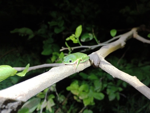 Northern Orange-legged Leaf Frog