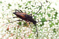 Anastrangalia dubia