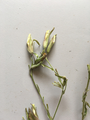 Cordylanthus pilosus pilosus