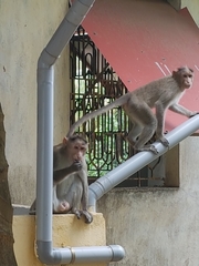 Macaca radiata
