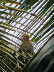 Macaca radiata