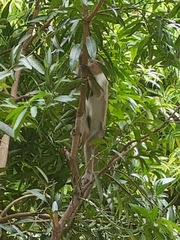 Macaca radiata