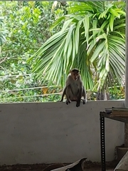 Macaca radiata
