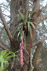 Tillandsia eizii