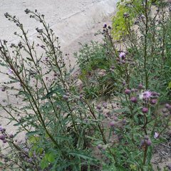 Cirsium arvense
