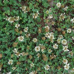 Trifolium repens