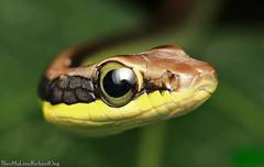 Dendrelaphis cyanochloris