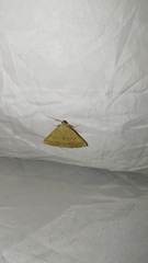 Zanclognatha lunalis