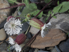 Silene lacera