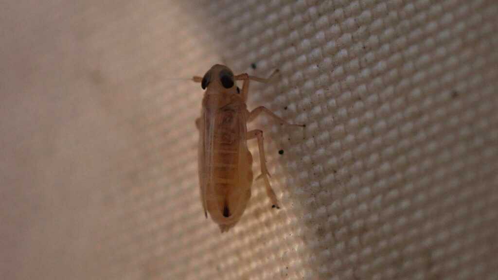 Kelisia guttulifera