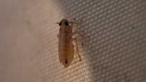 Kelisia guttulifera