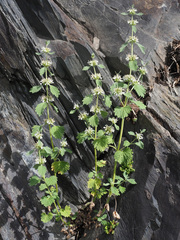 Marrubium catariifolium