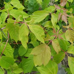 Acer negundo
