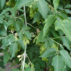 Acer negundo