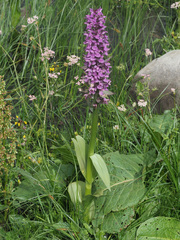 Dactylorhiza euxina