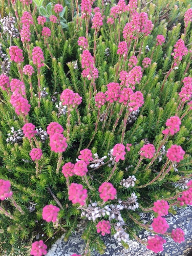 Erica spiculifolia Salisb.