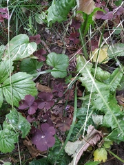 Oxalis stricta rufa