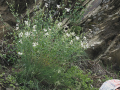 Silene chlorifolia