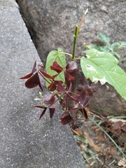 Oxalis stricta rufa