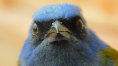 Blue-Capped Tanager photo 4