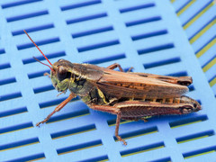 Melanoplus borealis