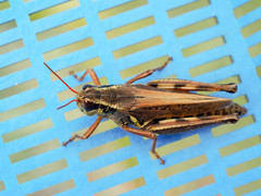 Melanoplus borealis