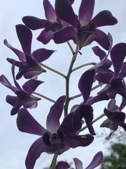 Dendrobium